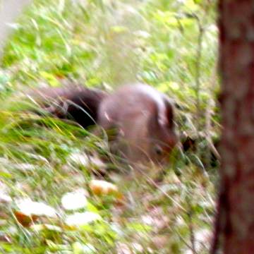 Eichhörnchen wären die besseren Tauben