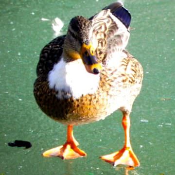 Wie man einer Ente die Füße schrubbt