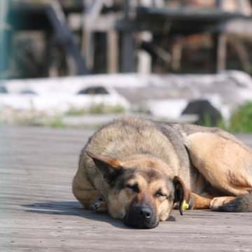 Der Tag des Schweinehunds